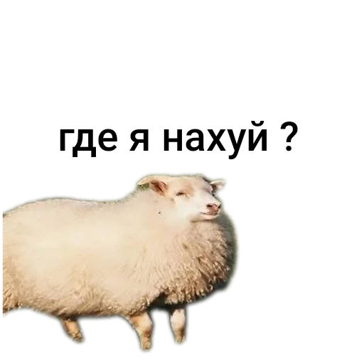 Стикер CHachas1 - 1