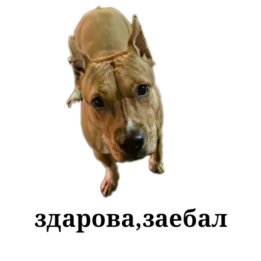 Стикер CHachas1 - 1