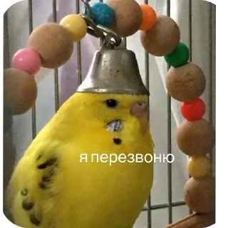 Стикер Чачас #1 - 10