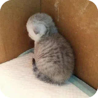 Sticker Cats 💪 - 8