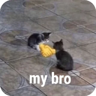 Sticker Cats 💪 - 10