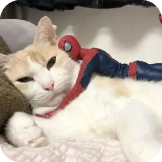 Sticker Cats 💪 - 4