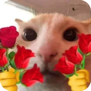 Sticker Cats 💪 - 11