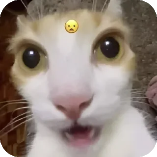 Sticker Cats 💪 - 3