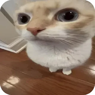 Sticker Cats 💪 - 7