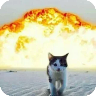 Sticker Cats @StickersDVM2 - 2