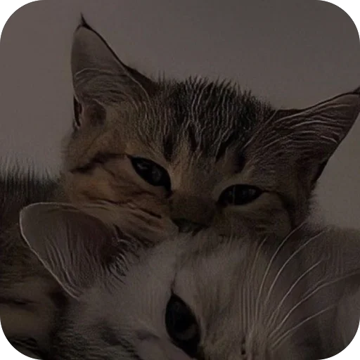 catsss is little love - 