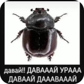 Sticker Риска миса | @nickel_quarry - 11