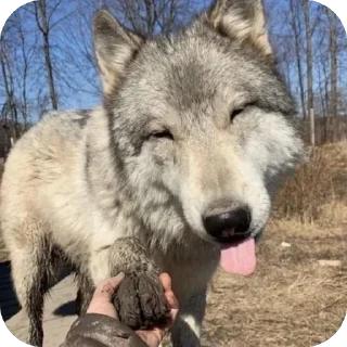 Sticker Сборник Волков @l_am_Wolf - 11