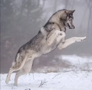 Sticker Сборник Волков @l_am_Wolf - 5