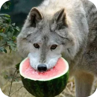 Sticker Сборник Волков @l_am_Wolf - 8