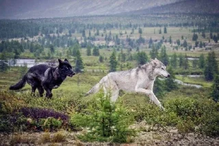 Sticker Сборник Волков @l_am_Wolf - 7