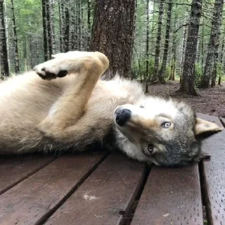 Sticker Сборник Волков @l_am_Wolf - 1