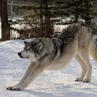 Sticker Сборник Волков @l_am_Wolf - 2