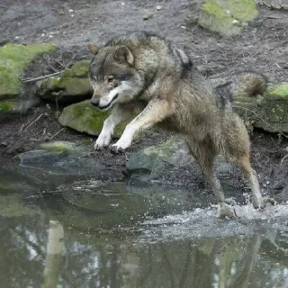 Sticker Сборник Волков @l_am_Wolf - 3