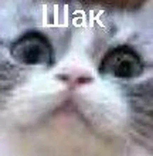 Стикер ComaruStickers_by_TgEmodziBot - 1