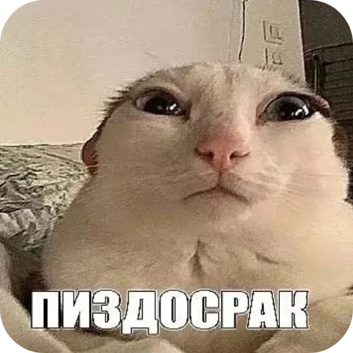 Цыганский Понос: @kyoroshy - 