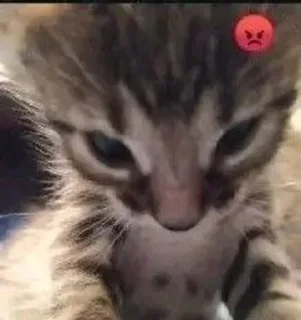 Sticker Цыганский Понос: @kyoroshy - 11