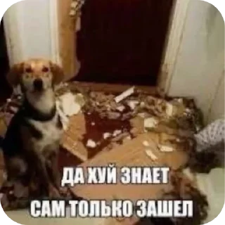 Стикер хрень от @marganese_frozenheart - 1