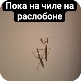 Sticker Для истеных - 6