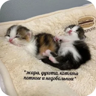 Sticker Для важных переговоров - 6