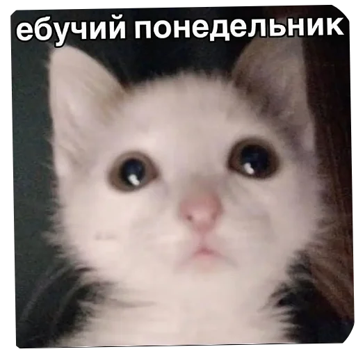 Матюкашные котики - 