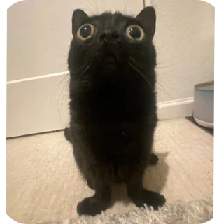 Стикер Матюкашные котики - 3