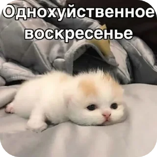 Стикер Матюкашные котики - 2