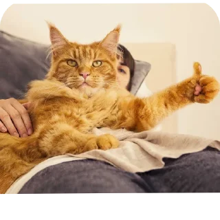 Стикер Матюкашные котики - 7