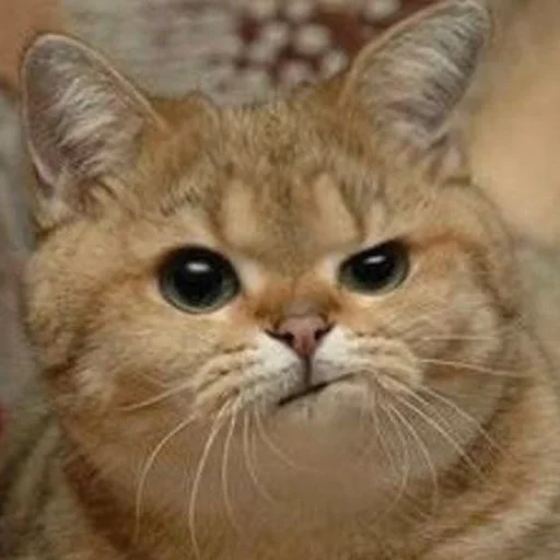 Стикер DopolnitelnyjRotChtobyVdvojneMolchat - 1