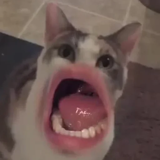 Стикер DopolnitelnyjRotChtobyVdvojneMolchat - 1