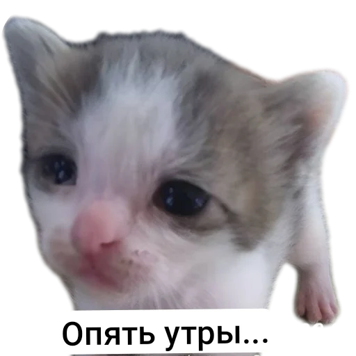 Sticker Durashki933 - 1