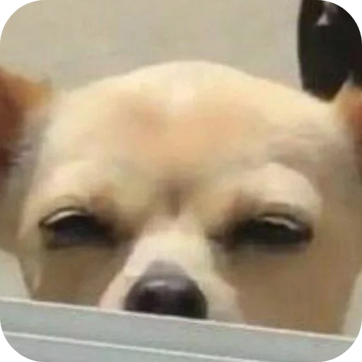 Стикер Durashki933 - 1