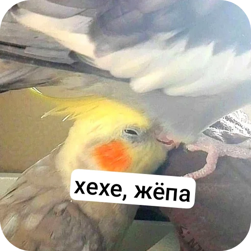 Стикер Durashki933 - 1