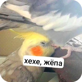 Sticker Дурашки - 2