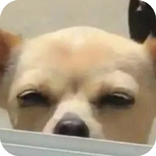 Sticker Дурашки - 7