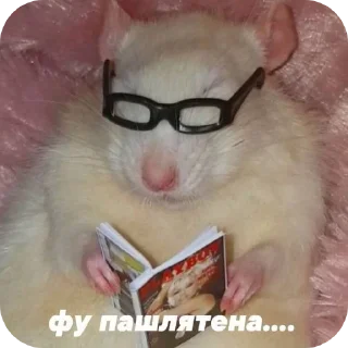 Sticker Annigilyacia pacк - 5