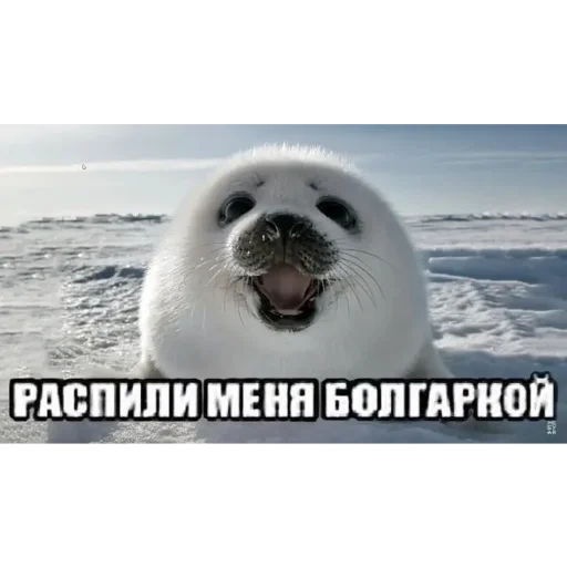 Стикер EbuVas - 1