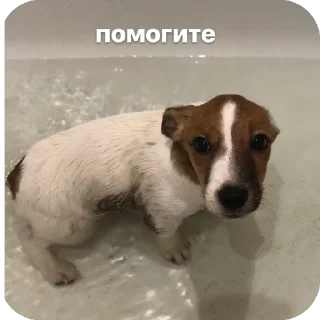 Sticker эмми 228 - 8