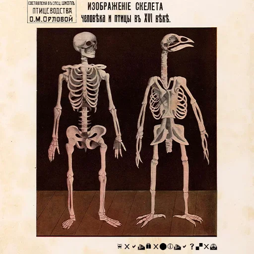 Sticker FRATERNITAS - 1