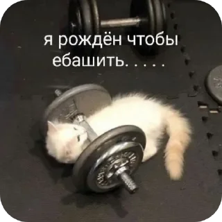 Стикер Feplex Choosa666243 - 4