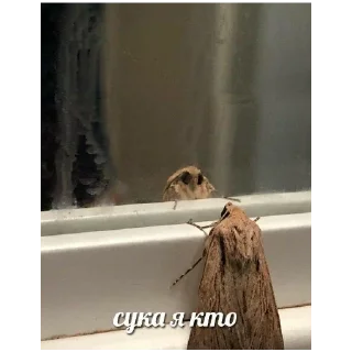 Sticker создатель: @KeineBaton - 8