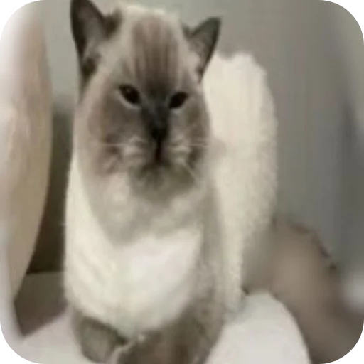 Серака ебал - 