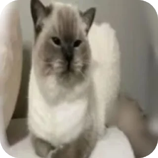 Sticker Серака ебал - 9