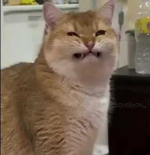 Sticker Больше стиков тут: @stikery4 - 11