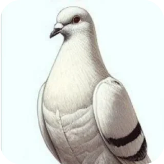 Sticker Голубиный домик - 3