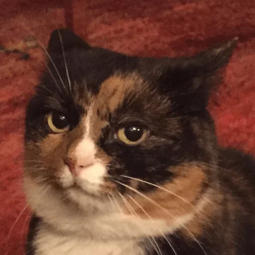 Gonzie chaotic evil - 