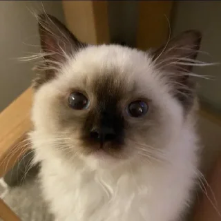 Стикер 🧄hlorchez @hlorstik - 8