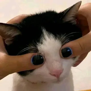 Стикер 🧄hlorchez @hlorstik - 10