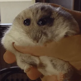 Стикер 🥺 - 4